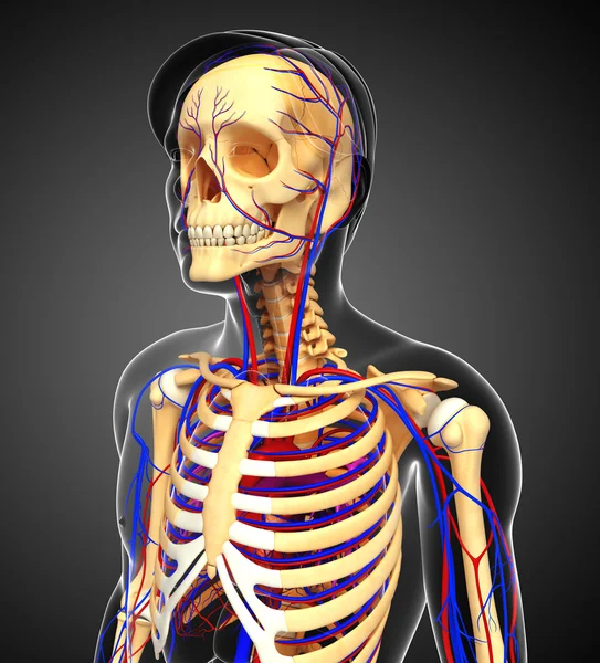 erkek iskelet dolaşım sistemi