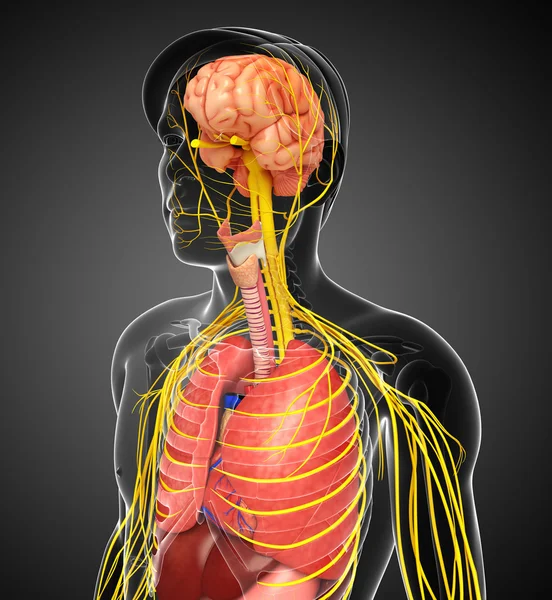 Sinir ve sindirim sistemi sanat erkek vücut