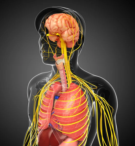 Manliga kroppen av nervsystemet och matsmältningssystemet konstverk — Stockfoto