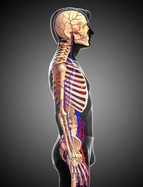 erkek iskelet dolaşım sistemi