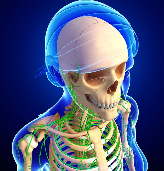 Lenfatik sistem kadın iskelet sanat