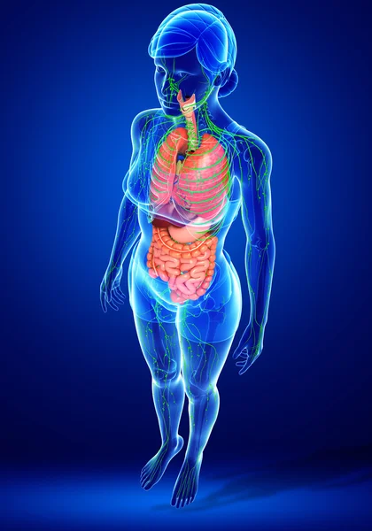 Lenfatik ve sindirim sistemi kadın bedeni sanat