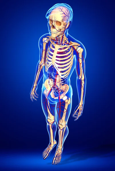 erkek iskelet dolaşım sistemi