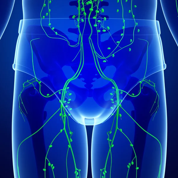 Lymphsystem des männlichen Körpers — Stockfoto
