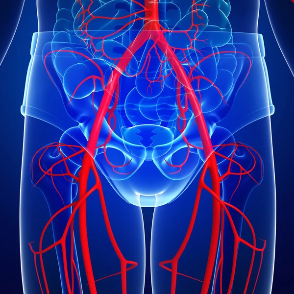 Sistema arterial humano — Fotografia de Stock