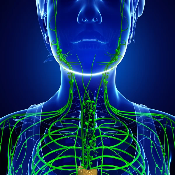 Sistema linfático do corpo feminino — Fotografia de Stock