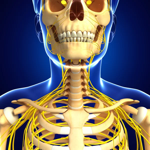 Sinir sistemi insan iskelet sanat — Stok fotoğraf