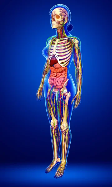 Lymphatic, skeletal, nervous and circulatory system of female bo — Stock Photo, Image