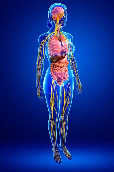 Female body of Nervous and digestive system artwork — Stock Photo, Image