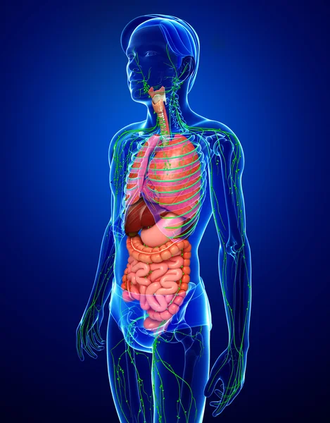 Lymphatic and digestive system of male body artwork — Stock Photo, Image