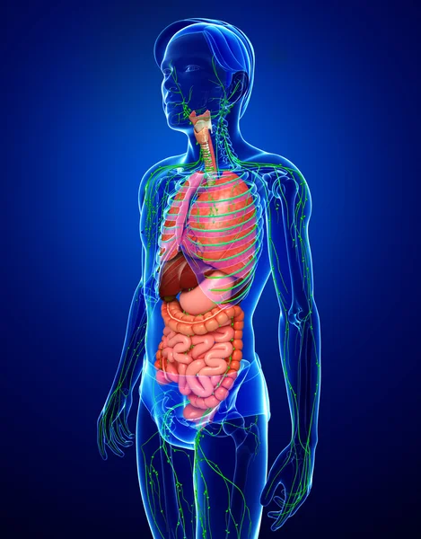 Lymphsystem und Verdauungssystem des männlichen Körpers — Stockfoto