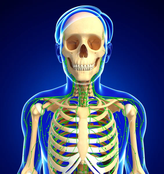 Lymfatisch systeem voor mannelijke skeleton artwork — Stockfoto