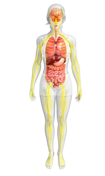 Kvinnliga kroppen av nervsystemet och matsmältningssystemet konstverk — Stockfoto