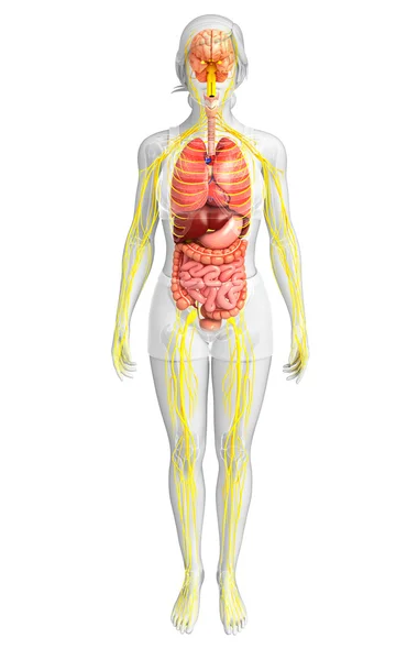Kobiece ciało kompozycji układu nerwowego oraz układu pokarmowego — Zdjęcie stockowe
