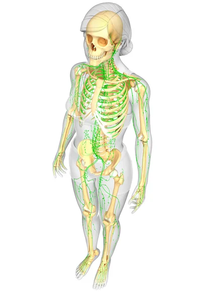 Lymphatic system of Female skeleton artwork — Stock Photo, Image