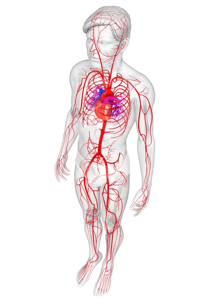 男性的动脉系统 — 图库照片