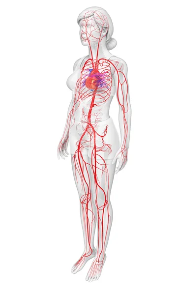 Sistema arterioso femminile — Foto Stock