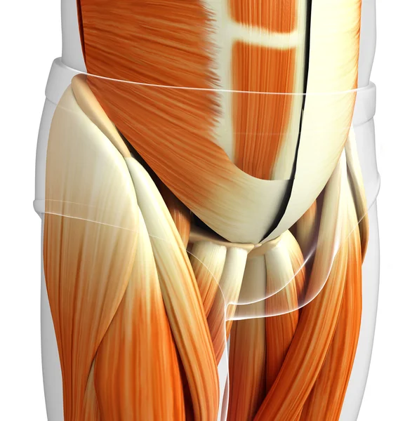 男性の骨盤の筋肉の解剖学 — ストック写真