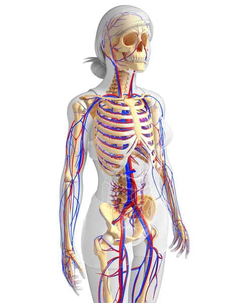 Vrouwelijke skelet bloedsomloop — Stockfoto