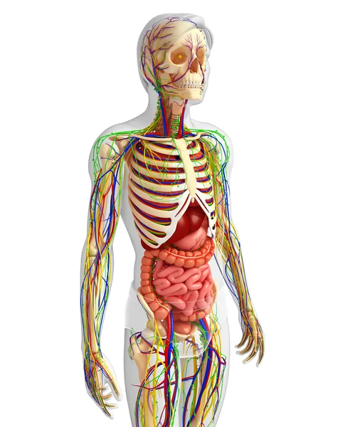 Lymph-, Skelett-, Nerven- und Kreislaufsystem des männlichen Anats — Stockfoto