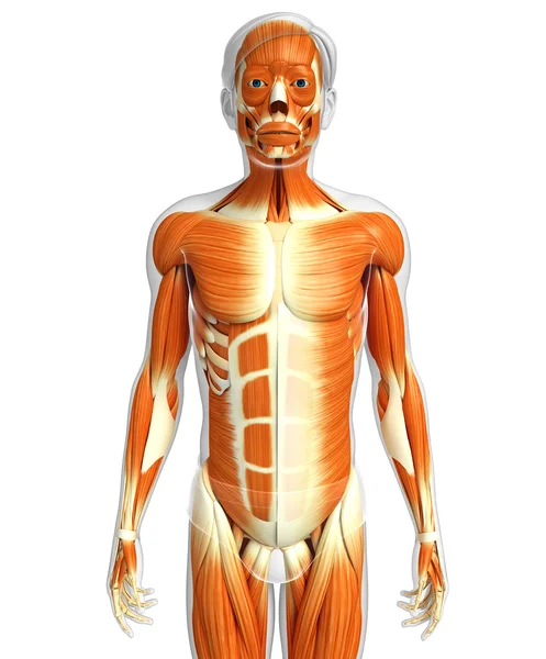 Anatomie van de mannelijke spieren — Stockfoto