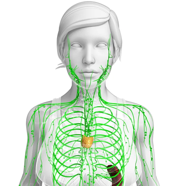 Lymphatic system of  female body — Stock Photo, Image
