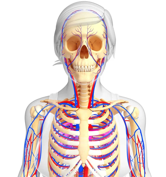 kadın iskelet dolaşım sistemi
