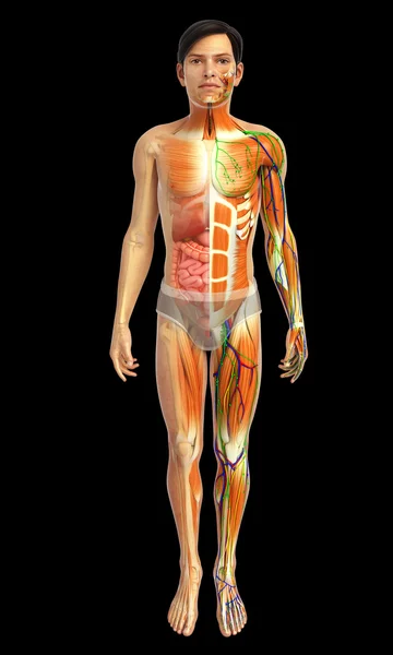 Anatomie van de mannelijke spieren — Stockfoto