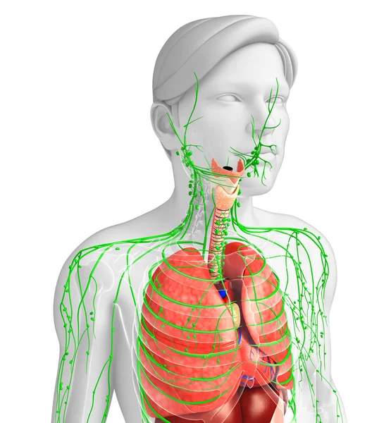 淋巴和消化系统的男性身体图稿 — 图库照片