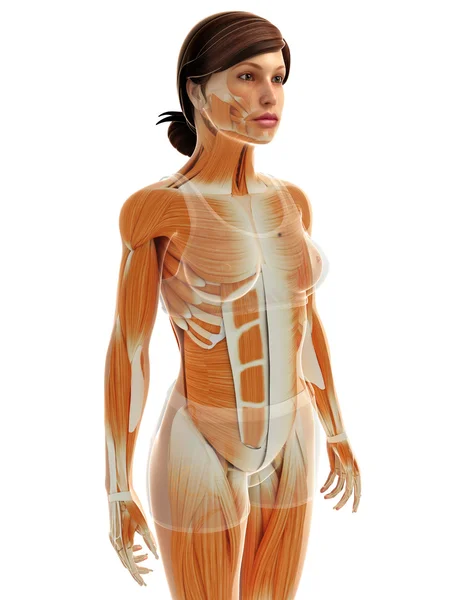 Ženské svaly anatomie — Stock fotografie