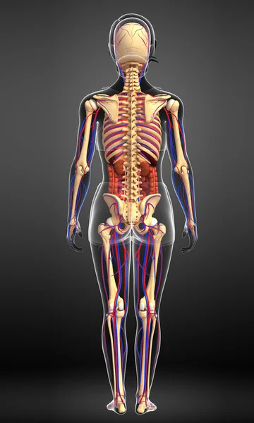 Female skeletal, digestive and circulatory system — Stock Photo, Image