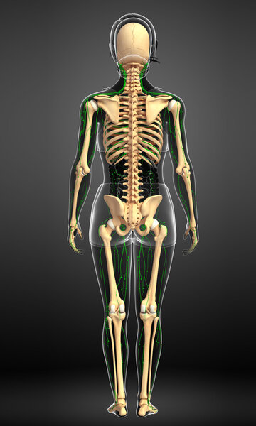 Lymphatic system of Female skeleton artwork