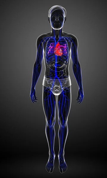 Anatomie lidského srdce — Stock fotografie