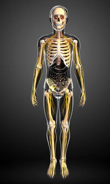 男性的骨骼和神经系统图稿 — 图库照片