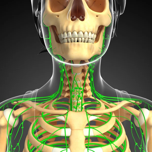Lymfatický systém ženské kostry kresby — Stock fotografie
