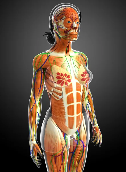 Ženské svaly anatomie — Stock fotografie