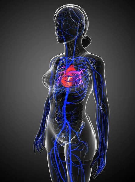 Anatomia do coração humano — Fotografia de Stock