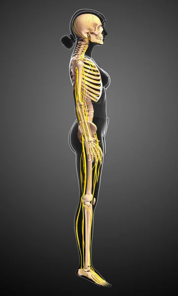 Sistema nervioso y esqueleto femenino — Foto de Stock