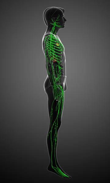 Lymphatic system of male body — Stock Photo, Image