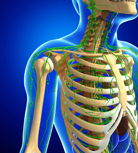 Lenfatik sistem erkek iskelet sanat