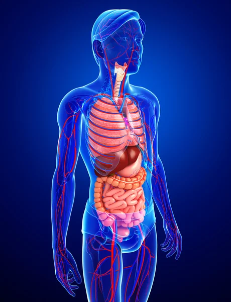 Sistema digestivo y circulatorio del cuerpo masculino —  Fotos de Stock