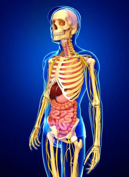 Erkek iskelet sinir ve sindirim sistemi resimler
