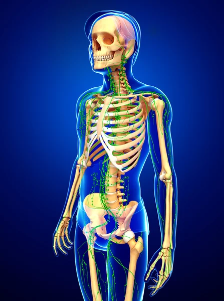 Lenfatik sistem erkek iskelet sanat