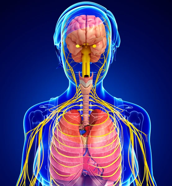 Female body of Nervous and digestive system artwork — Stock Photo, Image