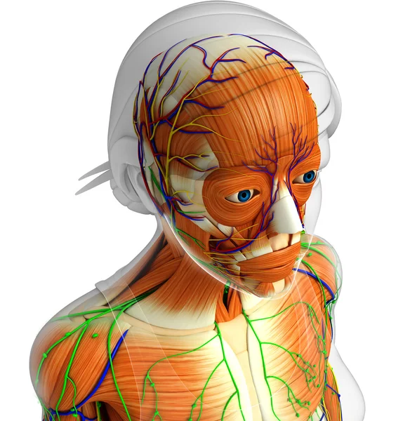 Anatomi otot wanita — Stok Foto