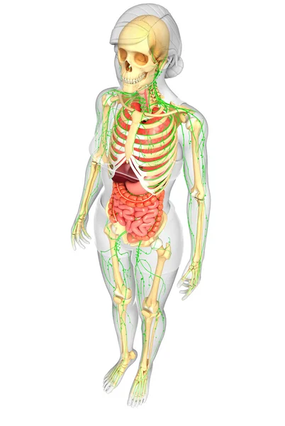 Lymph-, Skelett- und Verdauungssystem weiblicher Körperkunstwerke — Stockfoto