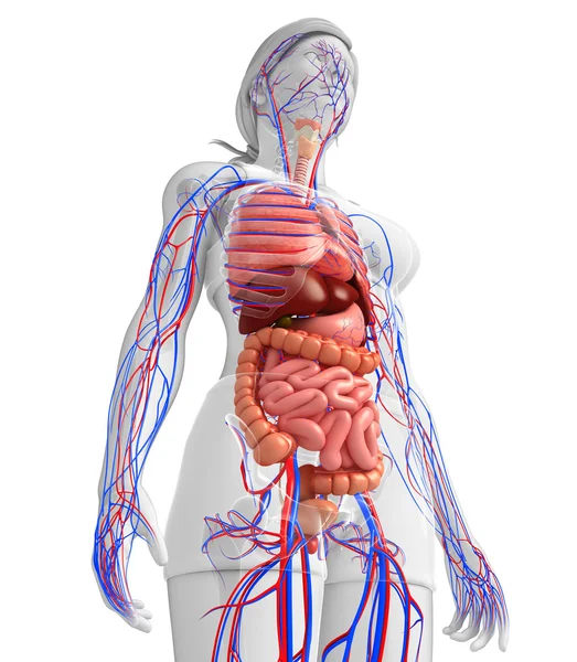 Sindirim ve dolaşım sistemi kadın bedeni