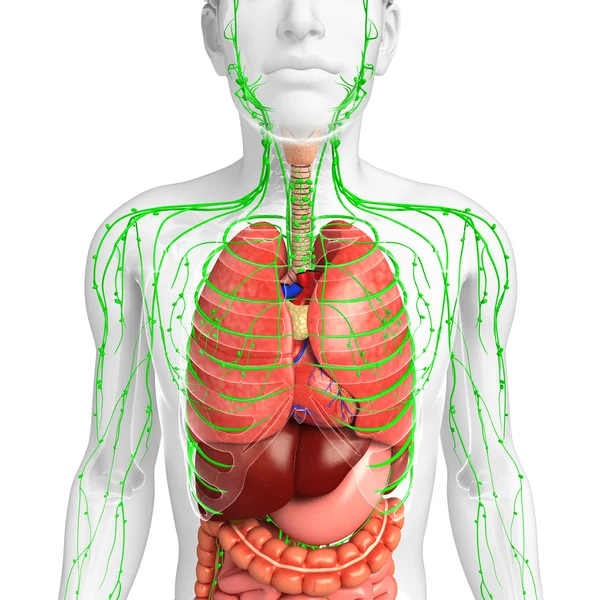 Лимфатическая и пищеварительная система мужского тела — стоковое фото