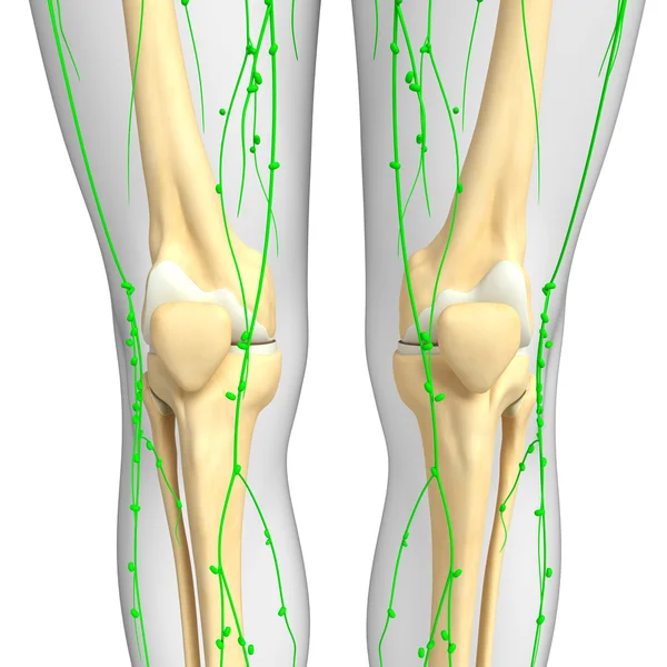 Lymphatic system of Knee skeleton artwork — Stock Photo, Image