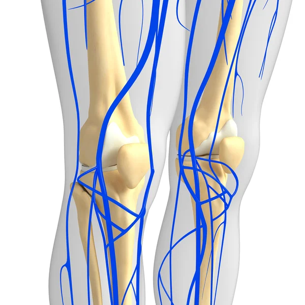 Menselijke knie Circulatory System — Stockfoto